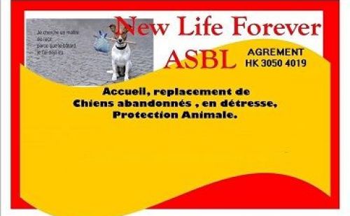 New Life Forever New Life Forever