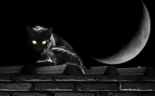 Chat noir et Lune Halloween