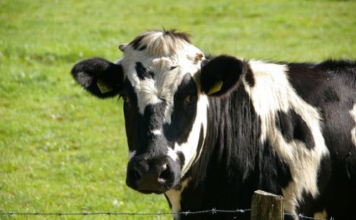 Des bovins saisis dans la ferme d'un ancien candidat de "L'Amour Des bovins saisis dans la ferme d'un ancien candidat de "L'Amour