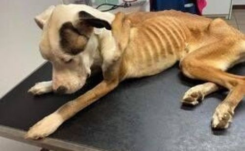 Un chien retrouvé agonissant par un couple à Huy Un chien retrouvé agonissant par un couple à Huy - AnimalWeb Belgique